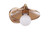 Craftmade 12508SB1 Isaac 1 Light Wall Sconce in Satin Brass