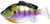 FishLab Bio Gill Weedless Soft Swimbait - 4-5/8in - Dark Bluegill