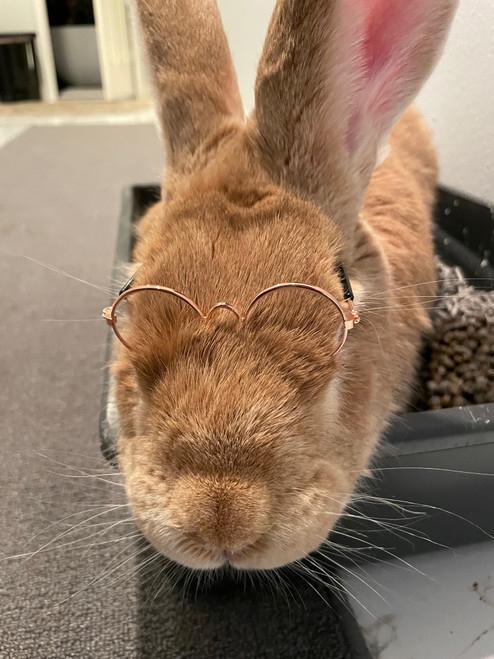 Round Pet Glasses (W)