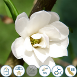 Magnolia Essential Oil — Wholesale Botanics