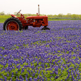 Red vintage tractor in a field of blue wildflowers — scent inspiration for Bluebonnet fragrance oil