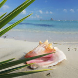 Pink conch shell on a sandy beach by turquoise sea — scent inspiration for White Nectarine & Pink Coral fragrance oil