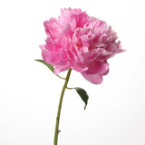 Single pink peony flower on a green stem — scent inspiration for Peony fragrance oil