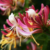Close-up of pink and white honeysuckle flowers — scent inspiration for Honeysuckle fragrance oil