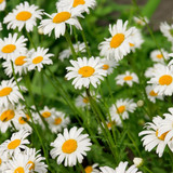 White daisy flowers with yellow centers in green field — scent inspiration for Chamomile fragrance oil
