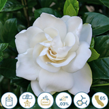 Gardenia Fragrance Oil