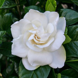 White gardenia flower against glossy green leaves — scent inspiration for Gardenia fragrance oil