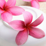 Pink plumeria flowers on a white dish — scent inspiration for Plumeria fragrance oil