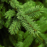 Close-up of green pine needle branches — scent inspiration for Pine fragrance oil
