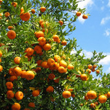 Orange trees full of fruit against blue sky — scent inspiration for Orange Grove fragrance oil