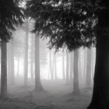 Foggy black-and-white pine forest — scent inspiration for Black Cypress & Cassis fragrance oil
