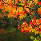 orange and red autumn maple leaves over water — scent inspiration for Leaves fragrance oil