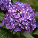 Purple hydrangea flower cluster with green leaves — scent inspiration for Love Spell fragrance oil