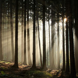 Sun rays streaming through tall forest tree trunks — scent inspiration for Twilight Woods fragrance oil