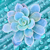 Blue-green succulent rosette on teal water-dropped surface — scent inspiration for Baja Cactus Blossom fragrance oil