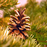 Brown pine cone resting on green evergreen branches — scent inspiration for Balsam & Cedar fragrance oil