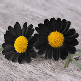 Two black daisies with yellow centers on gray wood — scent inspiration for Black Chamomile fragrance oil