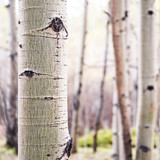 Pale aspen tree trunk before a soft-focus grove — scent inspiration for Aspen Woods fragrance oil