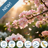 Pink Apple Blossom Fragrance Oil