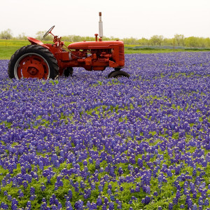 Red vintage tractor in a field of blue wildflowers — scent inspiration for Bluebonnet fragrance oil