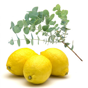 Three yellow lemons with a green eucalyptus sprig on white — scent inspiration for Lemon Verbena fragrance oil