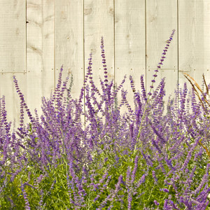 Tall purple flower spikes against a weathered wood fence — scent inspiration for Lemongrass Sage fragrance oil