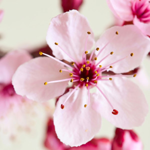 Pink cherry blossom flower close-up, pale background — scent inspiration for Japanese Cherry Blossom fragrance oil