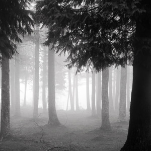 Foggy black-and-white pine forest — scent inspiration for Black Cypress & Cassis fragrance oil