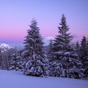 Snow-covered pine trees and mountains under pink twilight sky — scent inspiration for Winter fragrance oil
