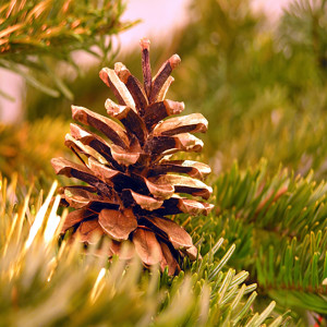 Brown pine cone resting on green evergreen branches — scent inspiration for Balsam & Cedar fragrance oil