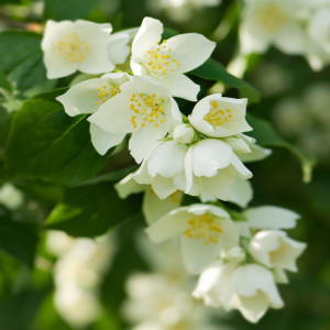 White jasmine flowers with yellow centers and green leaves — scent inspiration for Sweet Jasmine Vine fragrance oil