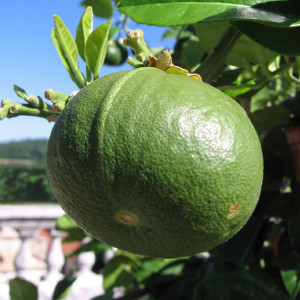 Green citrus fruit hanging on leafy tree under blue sky — scent inspiration for Bergamot fragrance oil