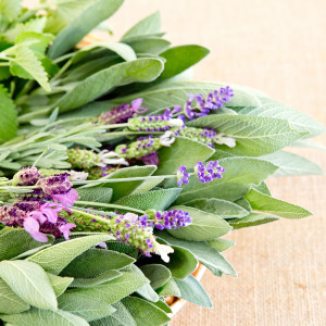 Purple lavender sprigs and green sage leaves bundled together — scent inspiration for Wild Lavender & Sage fragrance oil