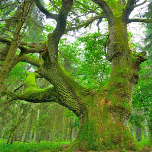 Large moss-covered oak tree in a green forest — scent inspiration for Oakmoss fragrance oil