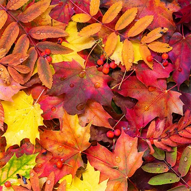 This is a collection of Fall fragrance recipes made by combining 2 or more of our fragrance oils.
