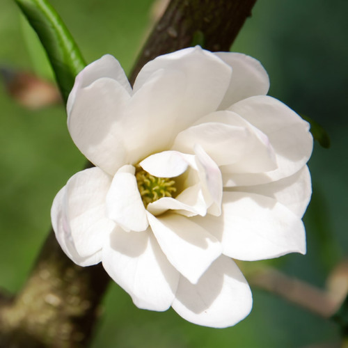 White magnolia flower on a branch, blurred background — scent inspiration for Magnolia fragrance oil