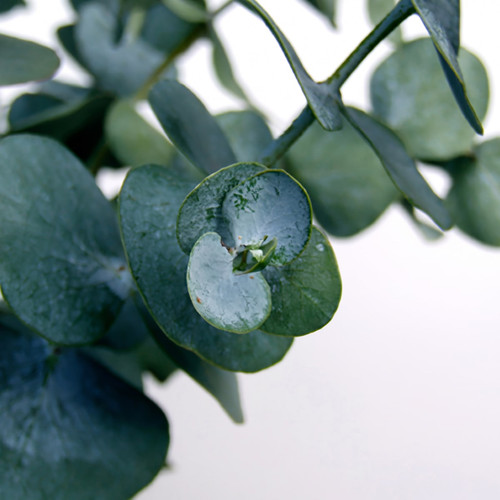 Round green eucalyptus leaves on white — scent inspiration for Eucalyptus fragrance oil