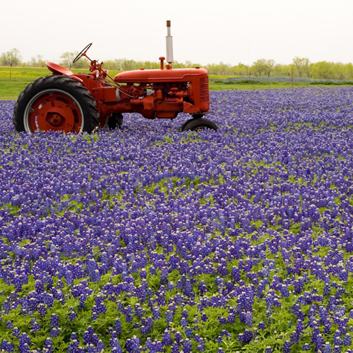 Red vintage tractor in a field of blue wildflowers — scent inspiration for Bluebonnet fragrance oil