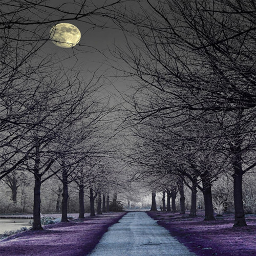 Moonlit road lined with bare trees, purple ground — scent inspiration for Moonlight Path fragrance oil