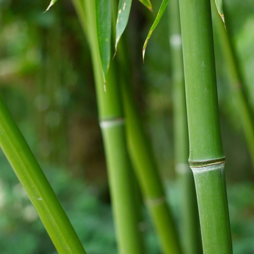 Green bamboo stalks against a blurred green background — scent inspiration for Verbena Bamboo fragrance oil