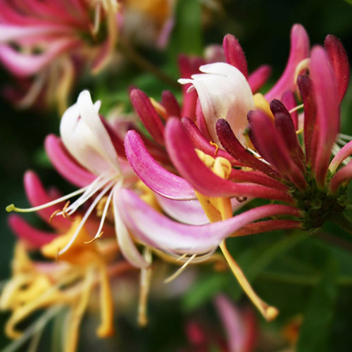 Close-up of pink and white honeysuckle flowers — scent inspiration for Honeysuckle fragrance oil