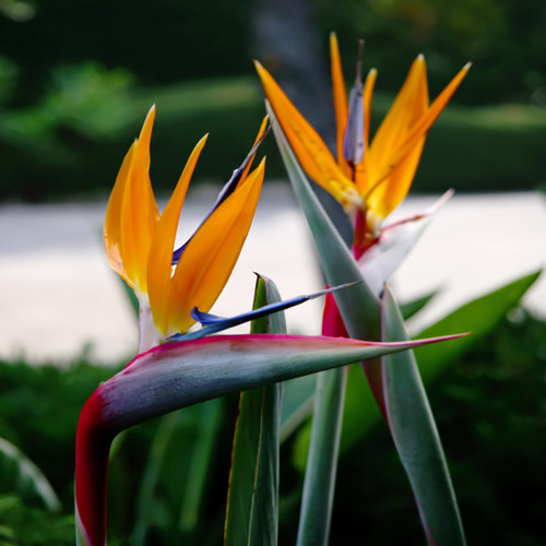 Orange and blue bird of paradise flowers in garden — scent inspiration for Bird of Paradise fragrance oil