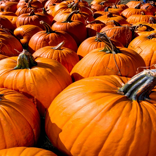 Rows of orange pumpkins in a field — scent inspiration for Pumpkin Pickin fragrance oil