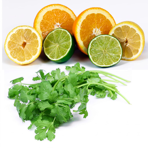 Halved oranges, lemons, and limes above fresh cilantro — scent inspiration for Citrus Cilantro fragrance oil