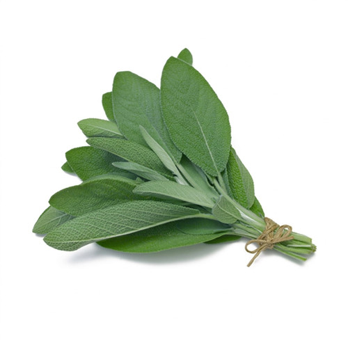 Tied bundle of fresh green sage leaves on white — scent inspiration for Sage Leaf fragrance oil