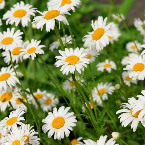 White daisy flowers with yellow centers in green field — scent inspiration for Chamomile fragrance oil