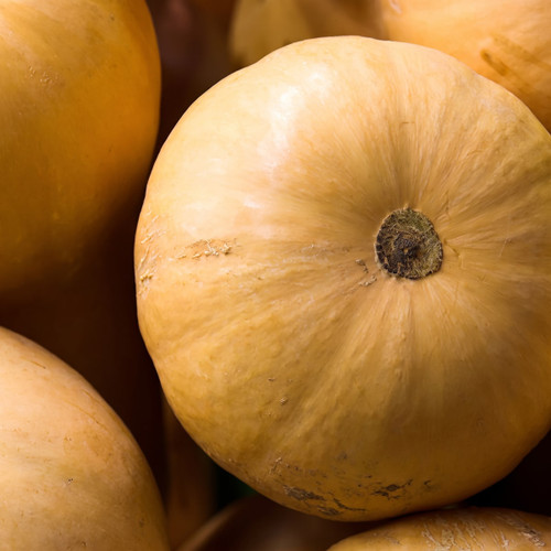 Close-up of tan butternut squash and pumpkins — scent inspiration for Butternut Pumpkin fragrance oil