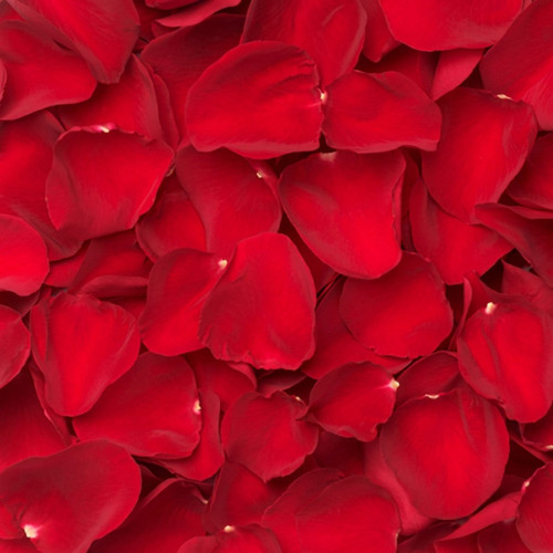 Scattered deep red rose petals — scent inspiration for Rose Petals fragrance oil
