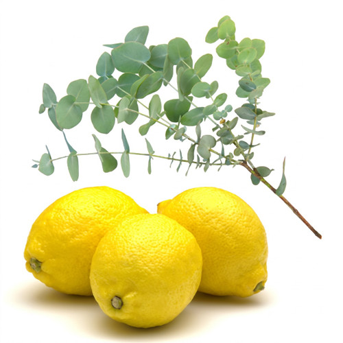 Three yellow lemons with a green eucalyptus sprig on white — scent inspiration for Lemon Verbena fragrance oil