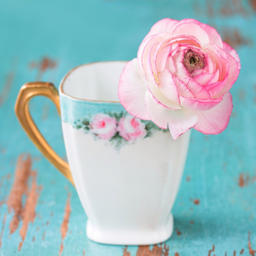 Pink ranunculus flower in floral teacup on blue wood — scent inspiration for Sweet Grace fragrance oil